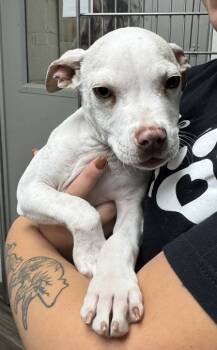 Rescue Pit Bull Terrier and Mixed Breed Dogs for Adoption in Norfolk, Virginia - Shark Boy | PetCurious