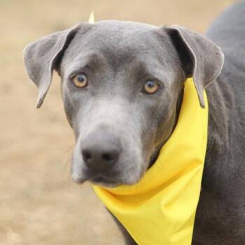Weimaraner Dogs Available for Adoption - Wenda | PetCurious