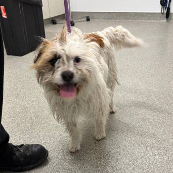 Mixed Breed and Terrier Dogs Available for Adoption - Tumbleweed | PetCurious