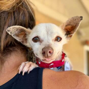 Snow Sierra -  Chihuahua Dog for Adoption in Ramona, California - Snow Sierra | PetCurious