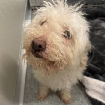 Mixed Breed Dogs Available for Adoption in Oak Brook, Illinois - Good Boy | PetCurious
