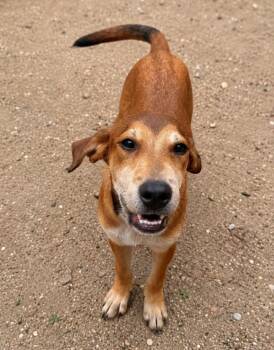 Ryder -  Retriever and Mixed Breed Dog for Adoption in Lindenhurst, New York - Ryder | PetCurious