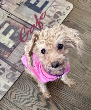 Poodle Dogs Available for Adoption - Pearl | PetCurious