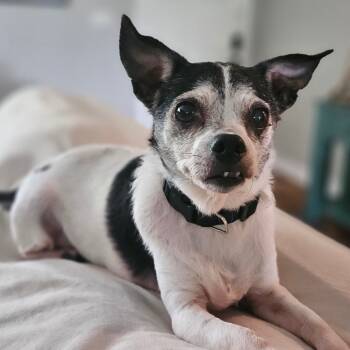 Rescue Chihuahua Dogs for Adoption in Lakewood Ranch, Florida - Henrietta | PetCurious