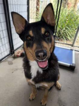 Rescue Australian Kelpie Dogs for Adoption in Chula Vista, California - MOCHI | PetCurious