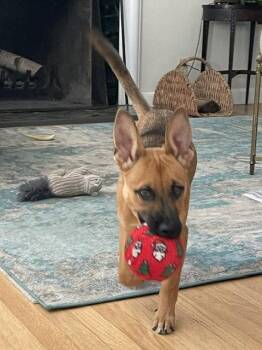 **BRYNLEE** -  Shepherd Dog for Adoption in North Prairie, Wisconsin - **BRYNLEE** | PetCurious