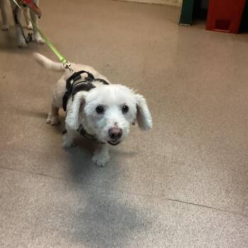 Miko -  Maltese Dog for Adoption in Pasadena, California - Miko | PetCurious