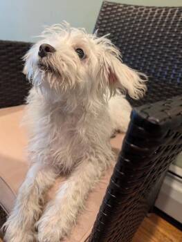 Wirehaired Terrier and Maltese Dogs Available for Adoption in New York, New York - Polar Bear | PetCurious