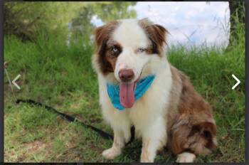 Bevo -  Australian Shepherd Dog for Adoption in Dallas, Texas - Bevo | PetCurious