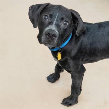 Pit Bull Terrier and Mixed Breed Dogs Available for Adoption in St. Louis, Missouri - ODEN | PetCurious