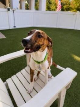 Lightning -  Mixed Breed Dog for Adoption in Savannah, Georgia - Lightning | PetCurious