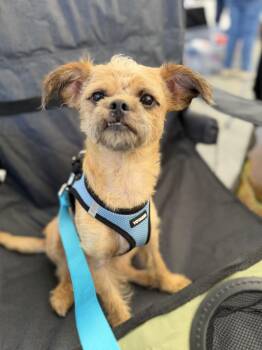 Gremlin -  Yorkshire Terrier and Shih Tzu Dog for Adoption - Gremlin | PetCurious