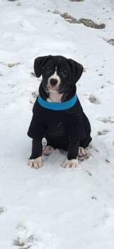 Boxer Dogs Available for Adoption - Ilya | PetCurious