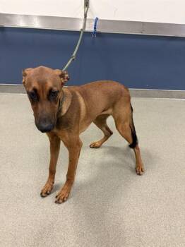 MILLY -  Terrier and Mixed Breed Dog for Adoption in Doral, Florida - MILLY | PetCurious