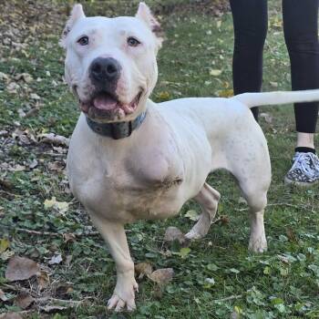 Rescue American Bully Dogs for Adoption in Waterloo, Iowa - Violet | PetCurious