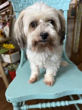 Shih Tzu Dogs Available for Adoption - Cora | PetCurious