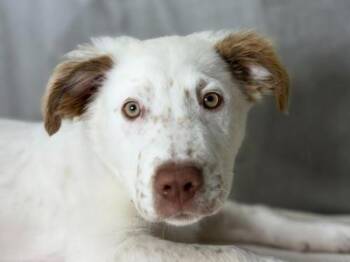 Billy -  Pit Bull Terrier Dog for Adoption in Portland, Oregon - Billy | PetCurious