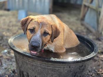 Cindy -  Hound Dog for Adoption in Sadler, Texas - Cindy | PetCurious