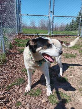 Saint Bernard and Husky Dogs Available for Adoption in Angola, Indiana - Sal | PetCurious