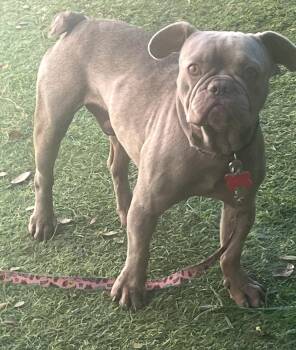 Rescue French Bulldog Dogs for Adoption in Boca Raton, Florida - Pierre | PetCurious