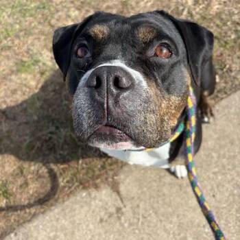 Sweetness -  Mixed Breed Dog for Adoption in Davenport, Iowa - Sweetness | PetCurious