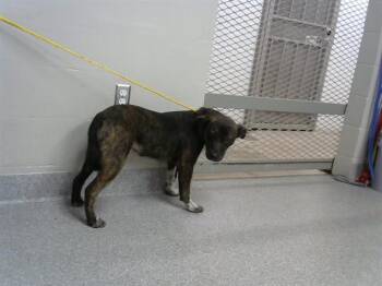 Staffordshire Bull Terrier and Mixed Breed Dogs Available for Adoption in Pasadena, Texas - A184603 | PetCurious