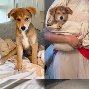Grappenhall -  Mixed Breed Dog for Adoption in Fredericksburg, Virginia - Grappenhall | PetCurious