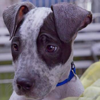 Orzo -  Terrier Dog for Adoption in South Elgin, Illinois - Orzo | PetCurious