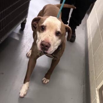 Camo -  Mixed Breed Dog for Adoption in Asheville, North Carolina - Camo | PetCurious