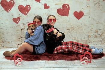 Mixed Breed Dogs Available for Adoption - Walter | PetCurious