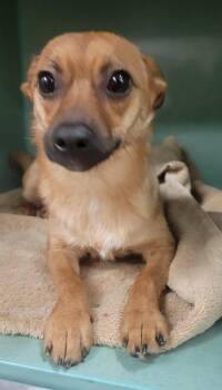 Chihuahua Dogs Available for Adoption - Olive | PetCurious