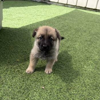 Shepherd Dogs Available for Adoption in Loxahatchee Groves, Florida - Sun 2561 | PetCurious