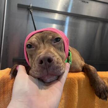 Mixed Breed Dogs Available for Adoption in Bentonville, Arkansas - Beatrice | PetCurious