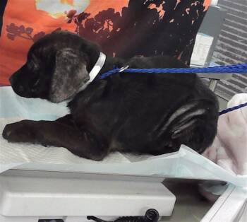 Rescue Labrador Retriever and Mixed Breed Dogs for Adoption in Houston, Texas - A2040424 | PetCurious