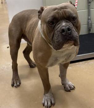 RINGO -  American Bulldog and Mixed Breed Dog for Adoption in Minneapolis, Minnesota - RINGO | PetCurious