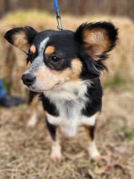 Chihuahua Dogs Available for Adoption - HAILEY | PetCurious