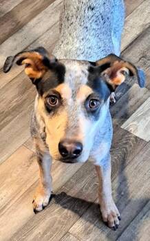 Lucy -  Australian Cattle Dog Blue Heeler and Black Mouth Cur Dog for Adoption in Dripping Springs, Texas - Lucy | PetCurious