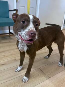 Stud Muffin -  Staffordshire Bull Terrier and Australian Cattle Dog Blue Heeler Dog for Adoption in Fayetteville, Tennessee - Stud Muffin | PetCurious