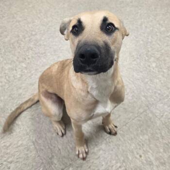 Mixed Breed Dogs Available for Adoption - Davenport | PetCurious