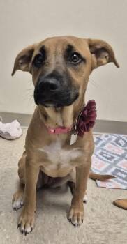 Ally -  Mixed Breed Dog for Adoption in Hamilton, Ohio - Ally | PetCurious