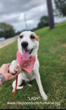 Rescue Australian Shepherd Dogs for Adoption in Jonesboro, Georgia - Lady | PetCurious