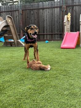 Olivia -  Hound Dog for Adoption in Pleasant Hill, California - Olivia | PetCurious