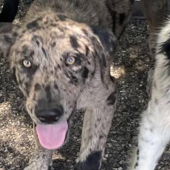 Agy -  Catahoula Leopard Dog Dog for Adoption in Green Forest, Arkansas - Agy | PetCurious
