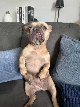 Rescue French Bulldog Dogs for Adoption in Toronto, Ontario - Coconut | PetCurious