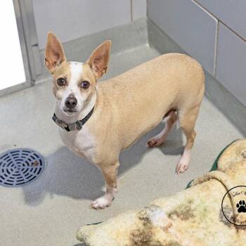 Colby -  Rat Terrier and Mixed Breed Dog for Adoption in Abilene, Texas - Colby | PetCurious