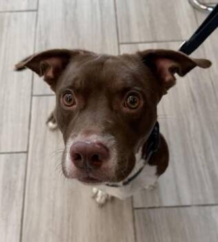 Ryder -  Mixed Breed Dog for Adoption in Fairfax, Virginia - Ryder | PetCurious