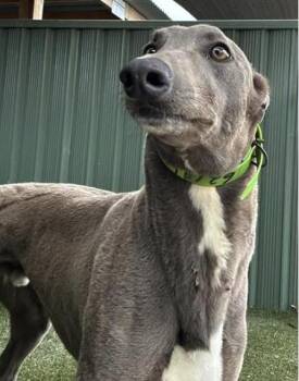 What A Roughy (Larry) -  Greyhound Dog for Adoption in Tarpon Springs, Florida - What A Roughy (Larry) | PetCurious