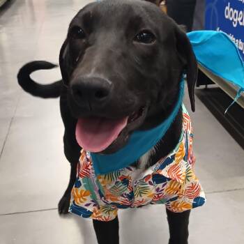 Jorel -  Black Labrador Retriever Dog for Adoption in Santa Ana, California - Jorel | PetCurious
