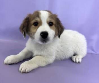 Rescue Pomeranian and Great Pyrenees Dogs for Adoption in Morton Grove, Illinois - Turkey | PetCurious