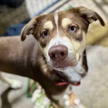 Rescue Shepherd Dogs for Adoption in Boone, Iowa - Kurtis | PetCurious